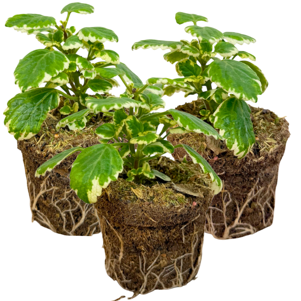 Plectranthus coleoides from Cedar Nursery, Cobham