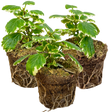 Plectranthus coleoides from Cedar Nursery, Cobham