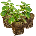 Plectranthus coleoides from Cedar Nursery, Cobham