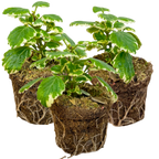 Plectranthus coleoides from Cedar Nursery, Cobham