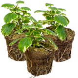 Plectranthus coleoides from Cedar Nursery, Cobham