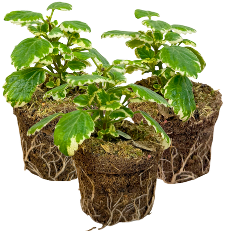 Plectranthus coleoides from Cedar Nursery, Cobham