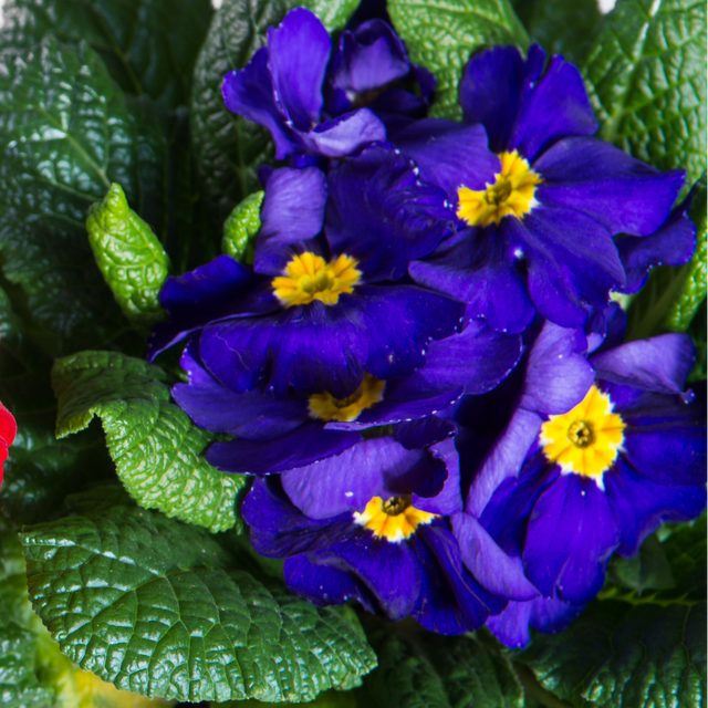 Primula x polyantha 'Blue' from Cedar Nursery, Cobham