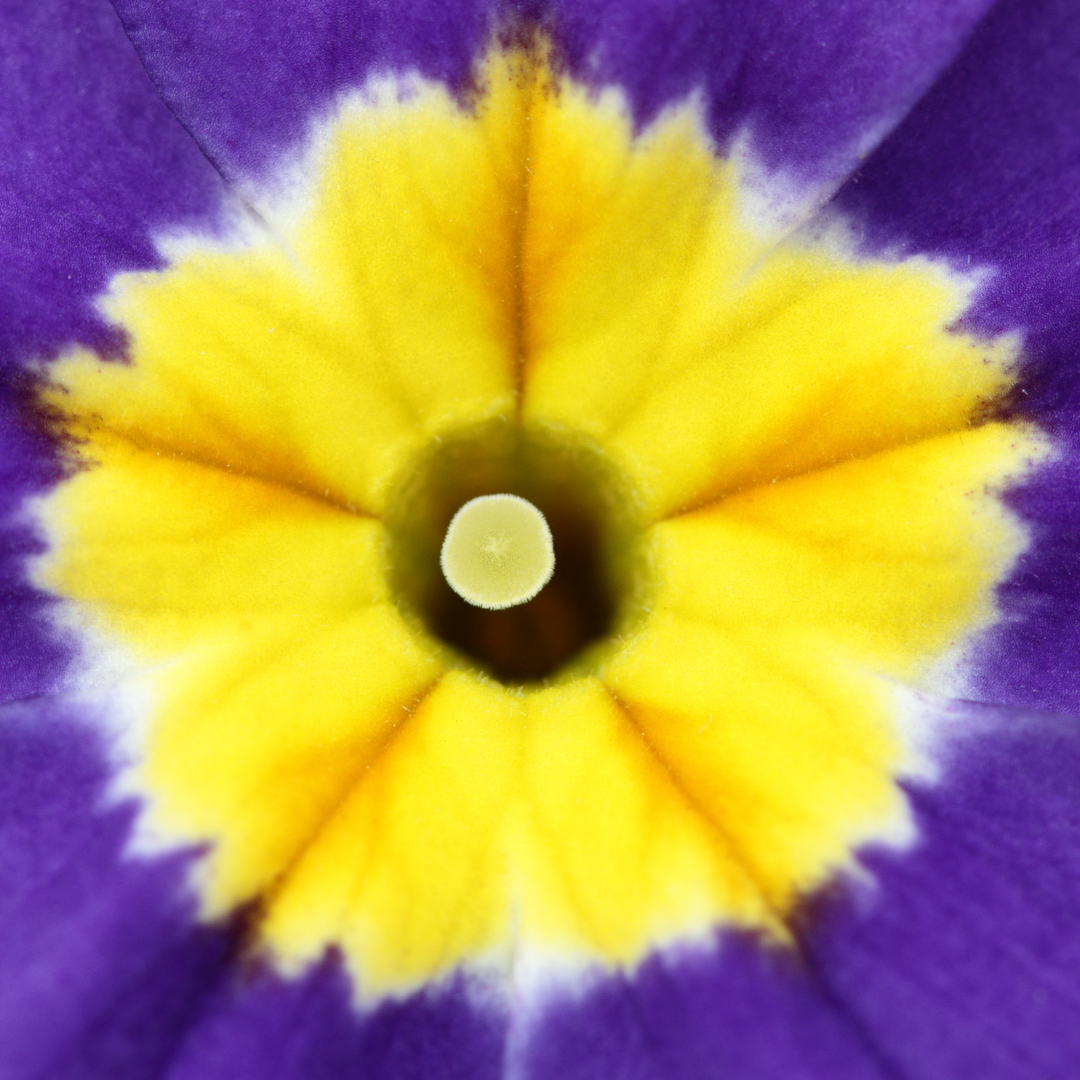 Primula x polyantha 'Blue' from Cedar Nursery, Cobham