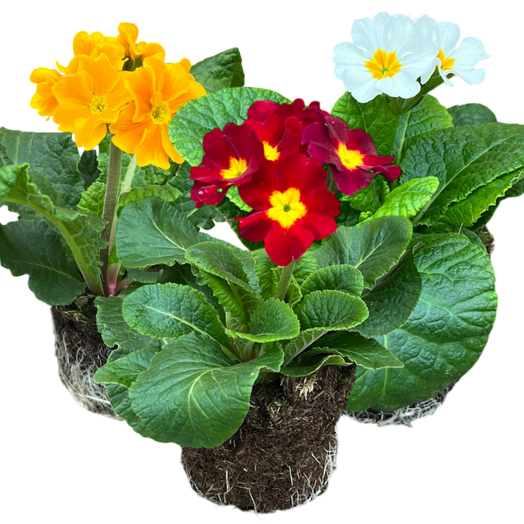 Primula x polyantha 'Blue' from Cedar Nursery, Cobham