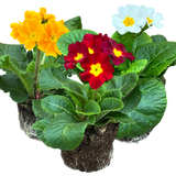 Primula x polyantha 'Blue' from Cedar Nursery, Cobham