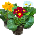 Primula x polyantha Growers Selection from Cedar Nursery, Cobham
