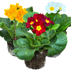 Primula x polyantha Growers Selection from Cedar Nursery, Cobham