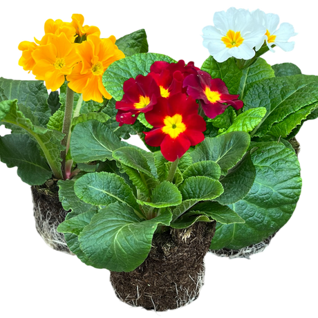 Primula x polyantha Growers Selection from Cedar Nursery, Cobham