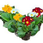 Primula x polyantha Growers Selection from Cedar Nursery, Cobham