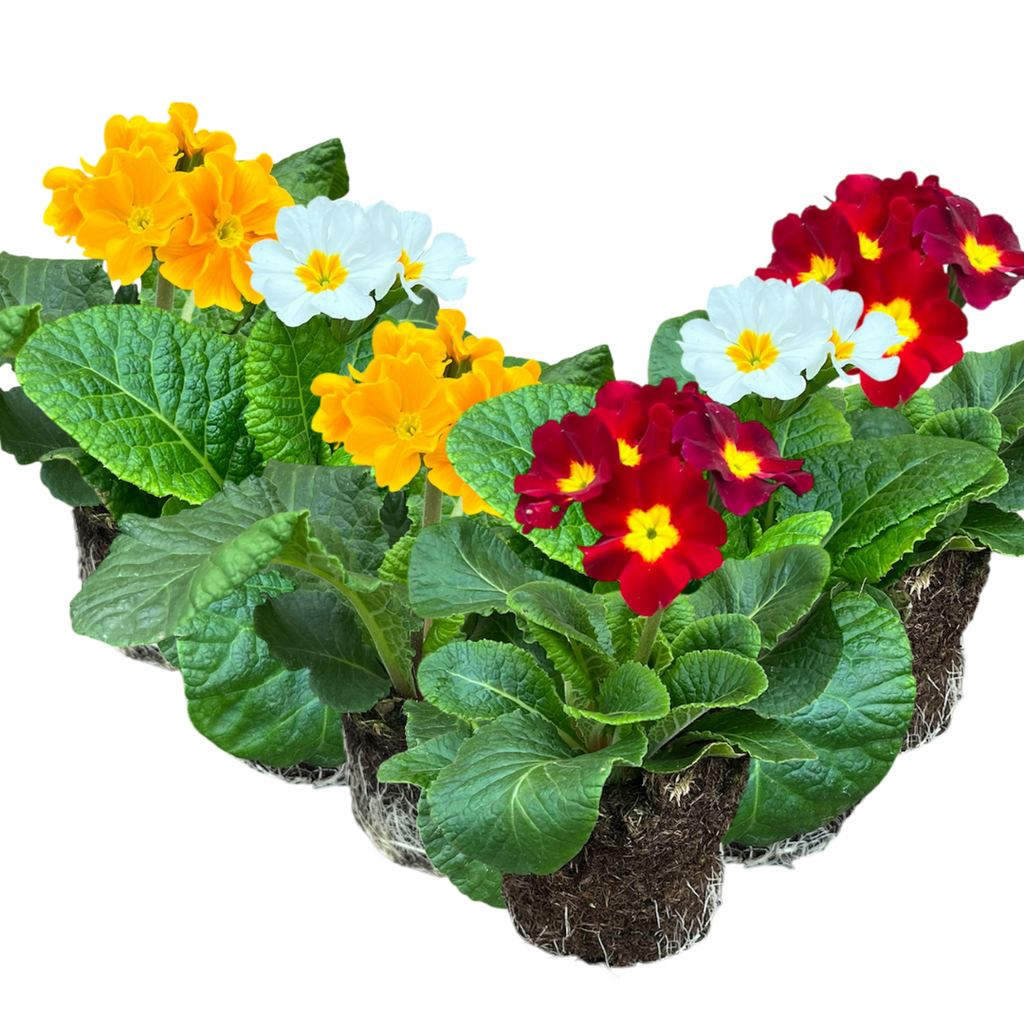 Primula x polyantha 'Blue' from Cedar Nursery, Cobham