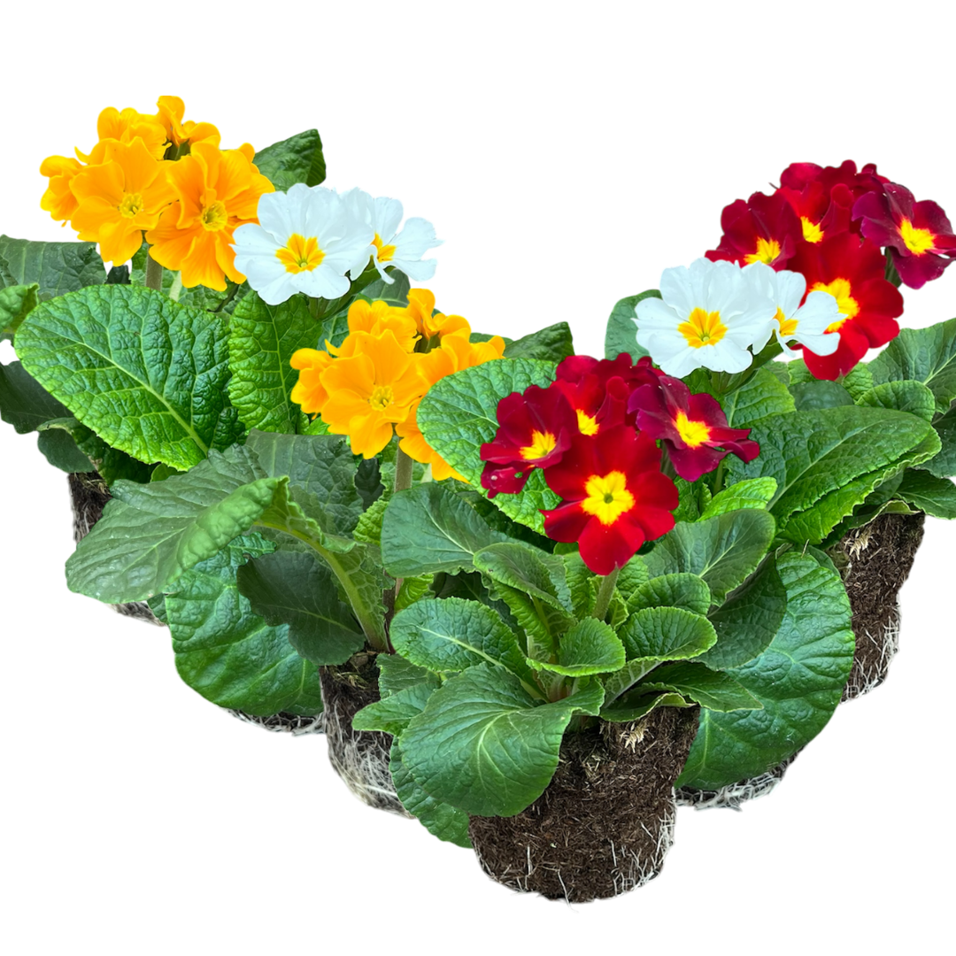 Primula x polyantha 'Blue' from Cedar Nursery, Cobham