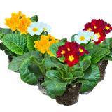 Primula x polyantha 'Blue' from Cedar Nursery, Cobham