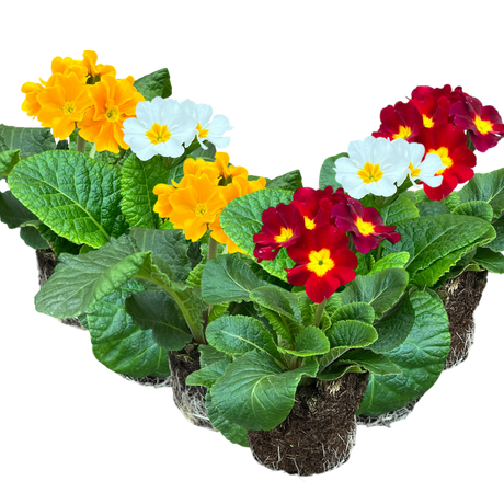 Primula x polyantha 'Blue' from Cedar Nursery, Cobham