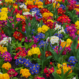 Primula x polyantha Growers Selection from Cedar Nursery, Cobham