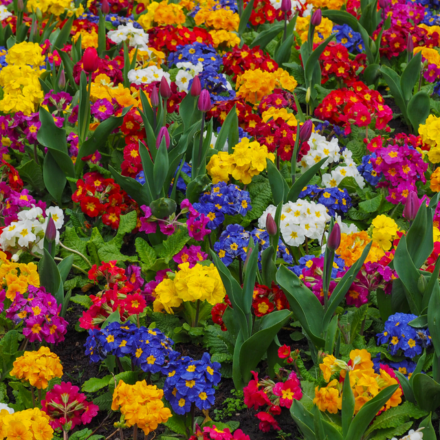 Primula x polyantha Growers Selection from Cedar Nursery, Cobham