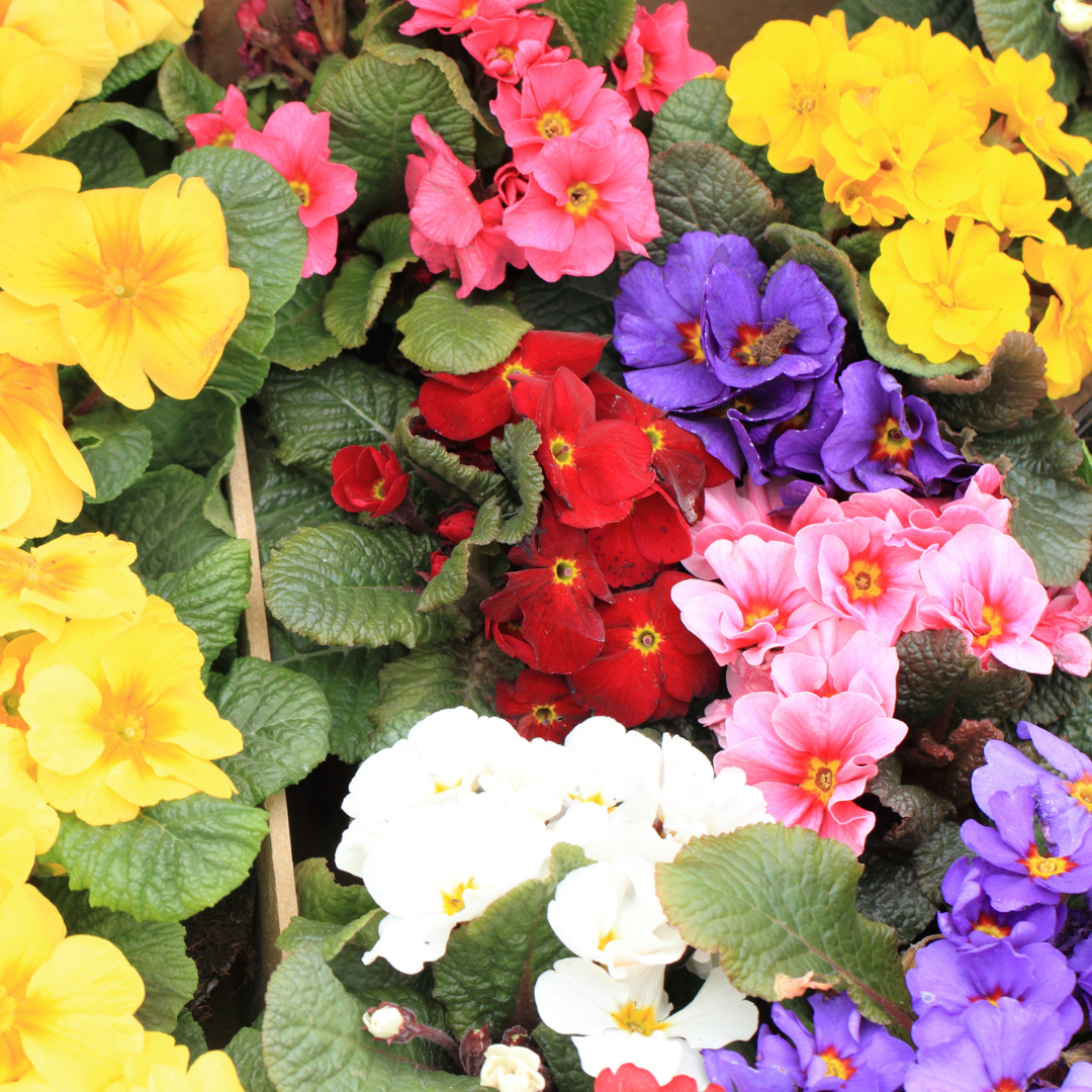 Primula x polyantha Growers Selection from Cedar Nursery, Cobham