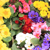 Primula x polyantha Growers Selection from Cedar Nursery, Cobham