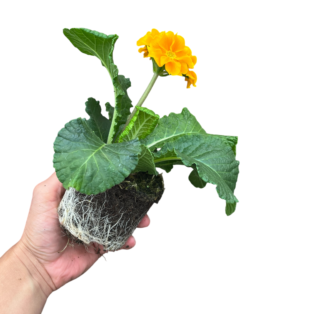 Primula x polyantha 'Orange' from Cedar Nursery, Cobham