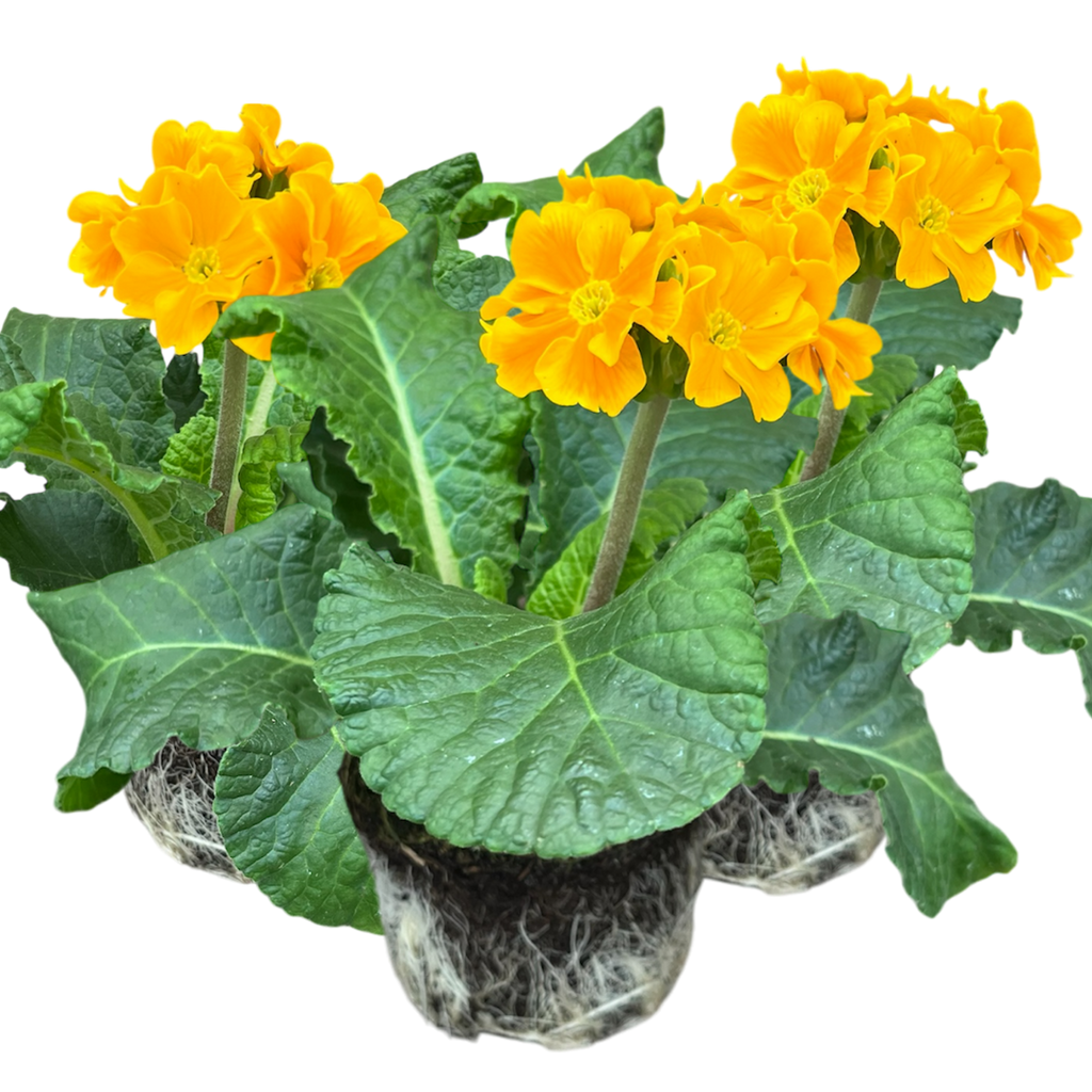 Primula x polyantha 'Orange' from Cedar Nursery, Cobham