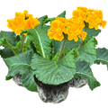 Primula x polyantha 'Orange' from Cedar Nursery, Cobham
