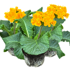 Primula x polyantha 'Orange' from Cedar Nursery, Cobham