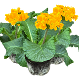 Primula x polyantha 'Orange' from Cedar Nursery, Cobham