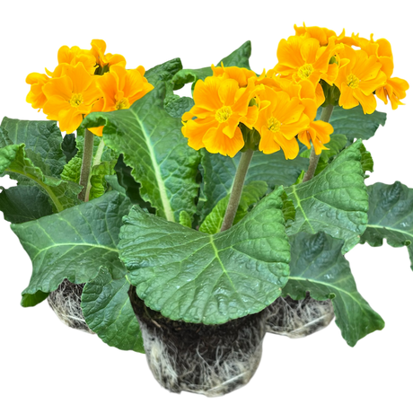 Primula x polyantha 'Orange' from Cedar Nursery, Cobham