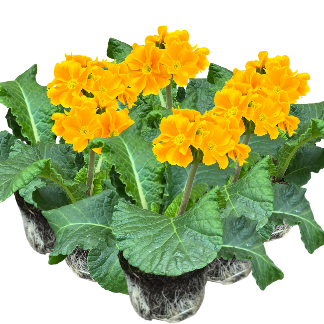 Primula x polyantha 'Orange' from Cedar Nursery, Cobham