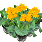 Primula x polyantha 'Orange' from Cedar Nursery, Cobham
