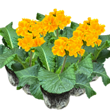 Primula x polyantha 'Orange' from Cedar Nursery, Cobham