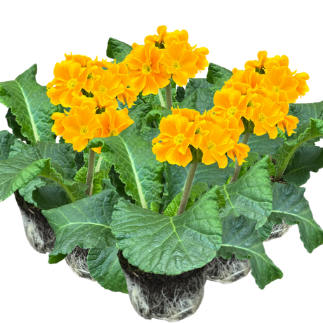 Primula x polyantha 'Orange' from Cedar Nursery, Cobham