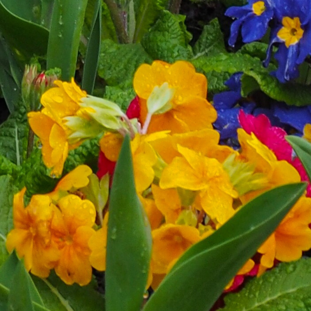 Primula x polyantha 'Orange' from Cedar Nursery, Cobham
