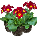 Primula x polyantha 'Scarlet' from Cedar Nursery, Cobham