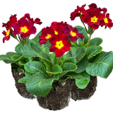 Primula x polyantha 'Scarlet' from Cedar Nursery, Cobham