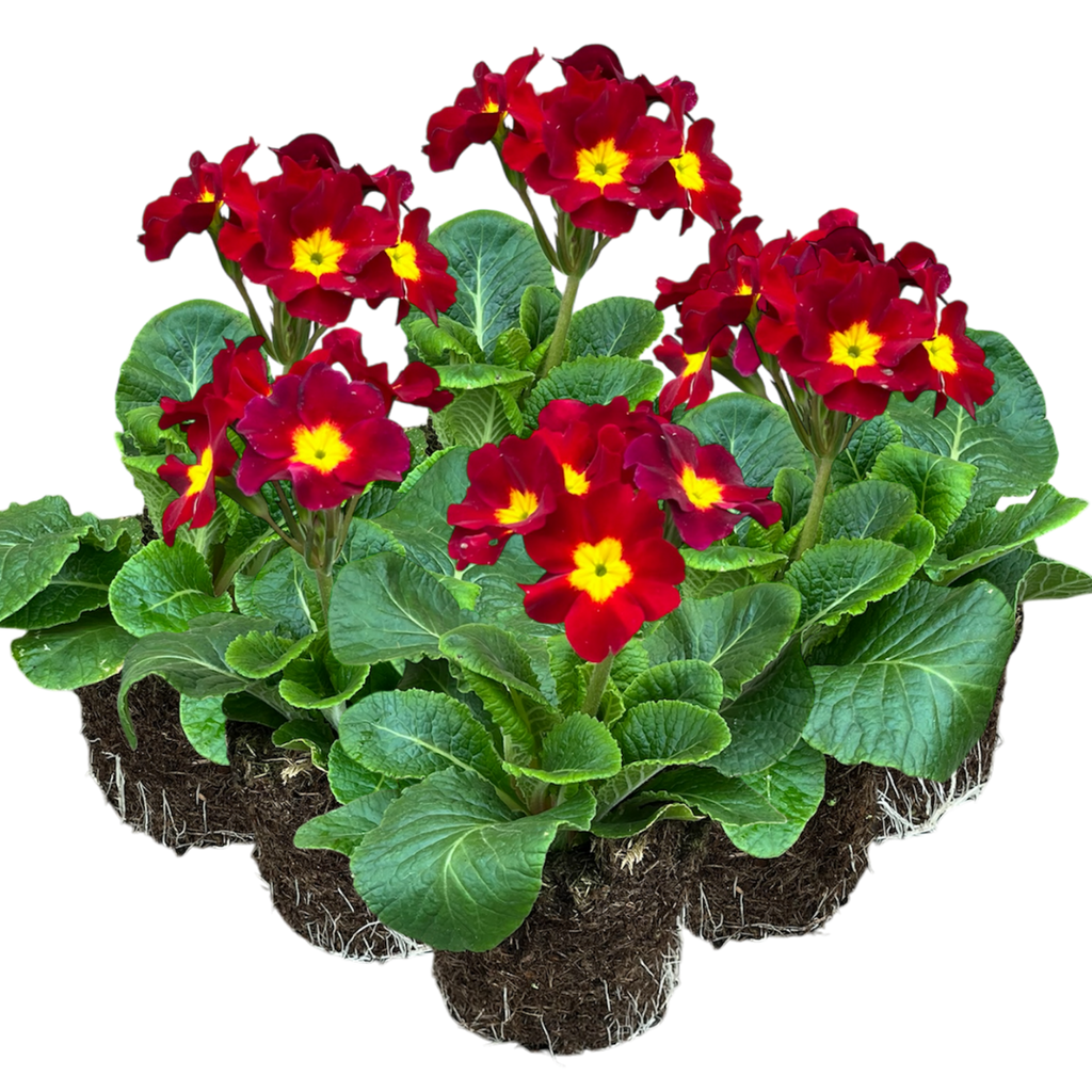 Primula x polyantha 'Scarlet' from Cedar Nursery, Cobham