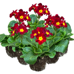 Primula x polyantha 'Scarlet' from Cedar Nursery, Cobham