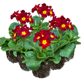Primula x polyantha 'Scarlet' from Cedar Nursery, Cobham