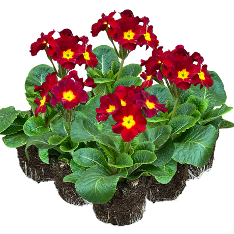 Primula x polyantha 'Scarlet' from Cedar Nursery, Cobham