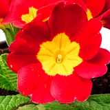 Primula x polyantha 'Scarlet' from Cedar Nursery, Cobham