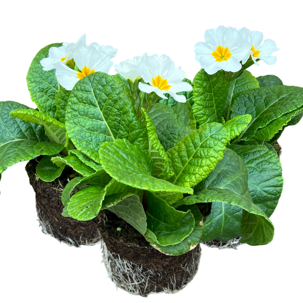 Primula x polyantha 'White' from Cedar Nursery, Cobham