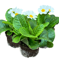 Primula x polyantha 'White' from Cedar Nursery, Cobham