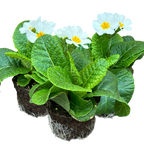 Primula x polyantha 'White' from Cedar Nursery, Cobham