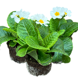 Primula x polyantha 'White' from Cedar Nursery, Cobham