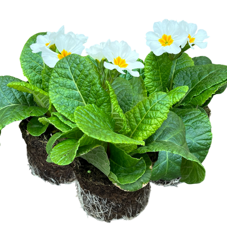 Primula x polyantha 'White' from Cedar Nursery, Cobham