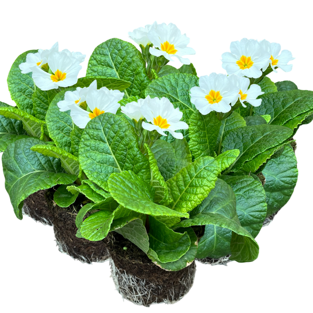 Primula x polyantha 'White' from Cedar Nursery, Cobham