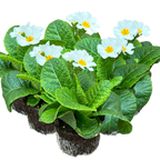 Primula x polyantha 'White' from Cedar Nursery, Cobham