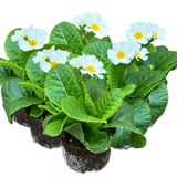 Primula x polyantha 'White' from Cedar Nursery, Cobham