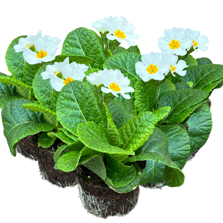 Primula x polyantha 'White' from Cedar Nursery, Cobham
