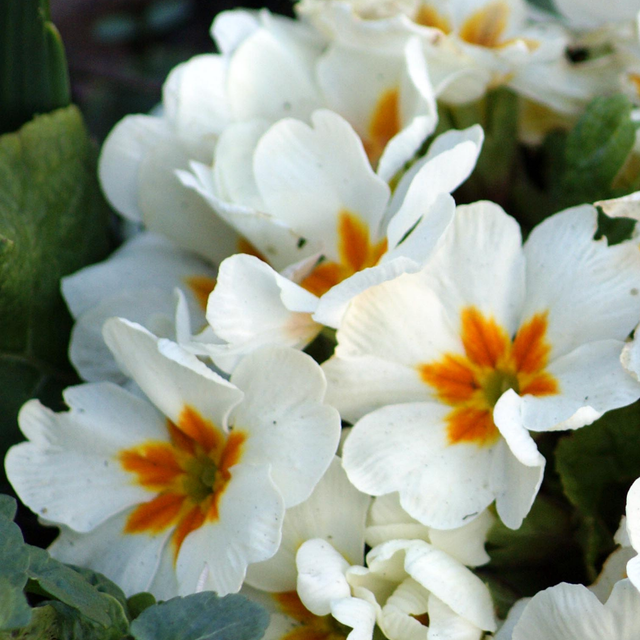Primula x polyantha 'White' from Cedar Nursery, Cobham